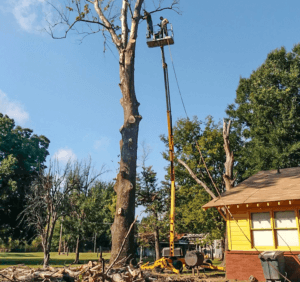 Tulsa Tree Removal