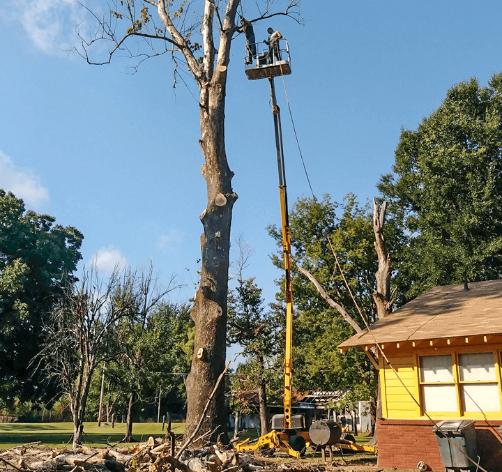 Tree Removal Tulsa Tulsa Tree Removal Top Notch Tree Service